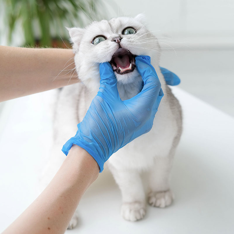 Dentistry for Pet Rescue Animals