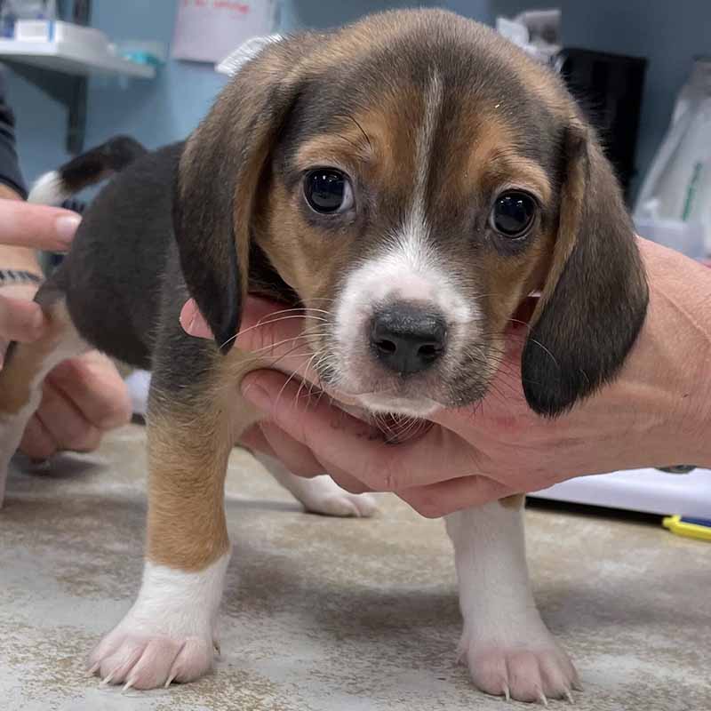 beagle puppy receiving care