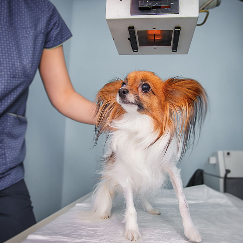 rescue dog getting an xray