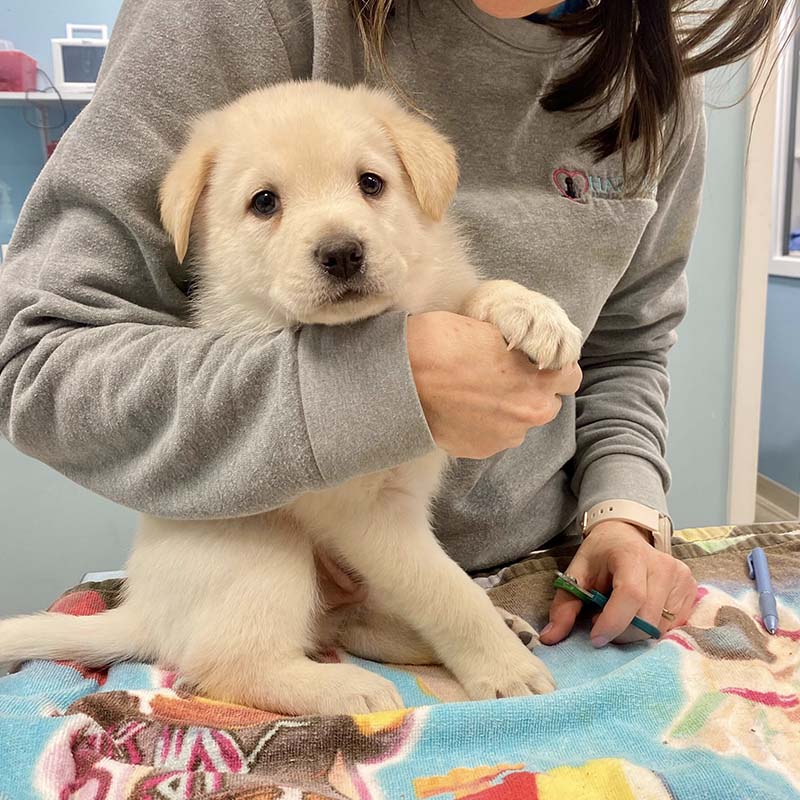 rescue puppy getting an exam at HARC