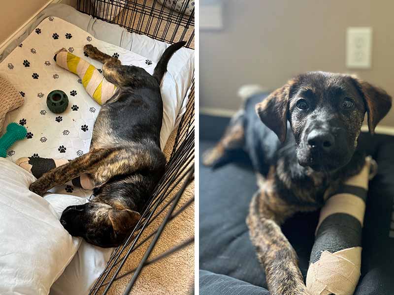 Puppy Antonio with leg casts