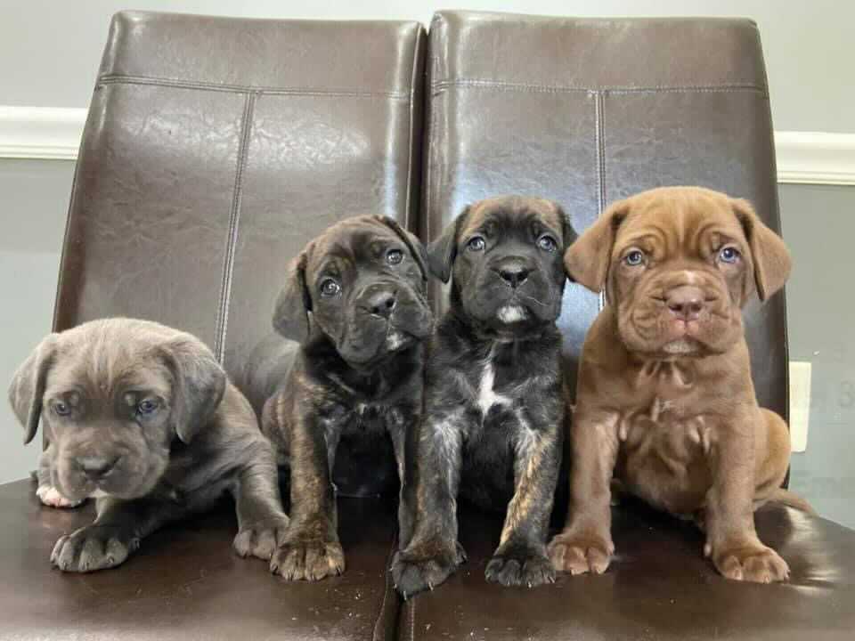 four puppies